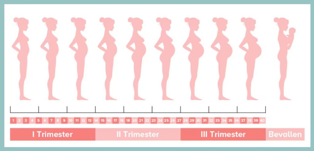 Zwangerschapsbuik per week